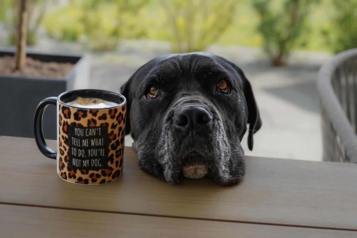 Tasse Leo "NOT MY DOG"