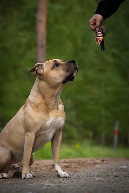 Schlüsselanhänger „Mein Hund ist alleine zuhause“ – holografisch inkl. pinker Notfallkarte