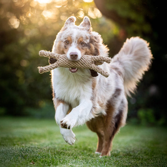 DOGGY DOG