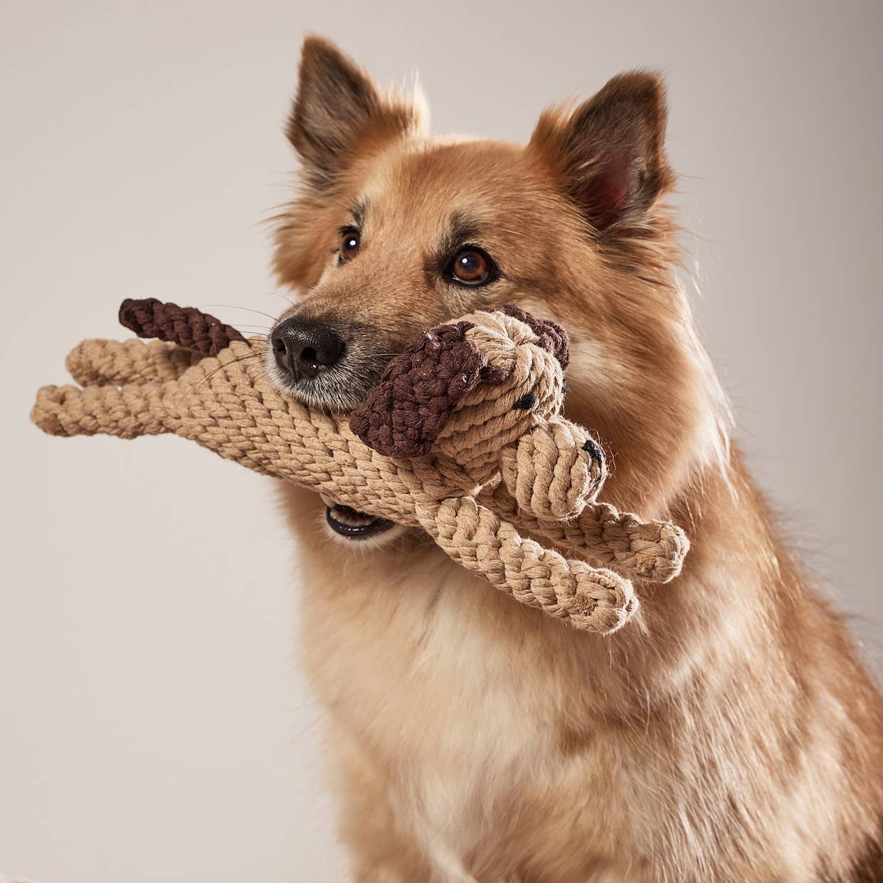DOGGY DOG